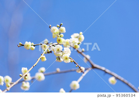 白梅の花を青空の背景で写す 白梅の花を青空の背景で写す 95360534