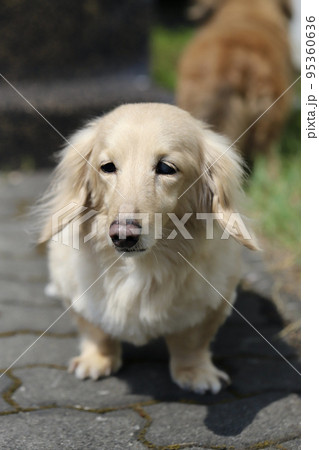 庭で散歩しているミニチュアダックス クリームダックス 庭で散歩しているミニチュアダックス クリームダックス 95360636