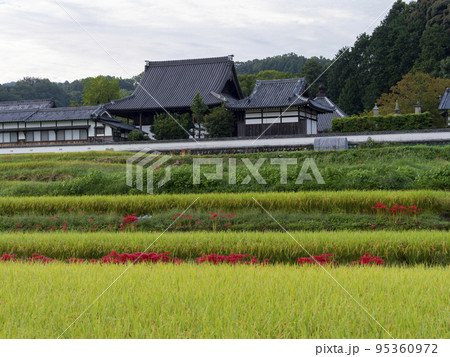 明日香村橘寺の棚田に咲く彼岸花 95360972