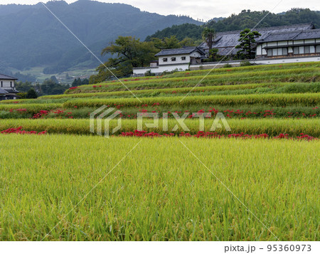 明日香村橘寺の棚田に咲く彼岸花 明日香村橘寺の棚田に咲く彼岸花 95360973