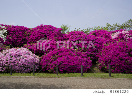 ピンク色の躑躅(ツツジ)の花が咲いています。学名はRhododendronです。 ピンク色の躑躅(ツツジ)の花が咲いています。学名はRhododendronです。 95361226