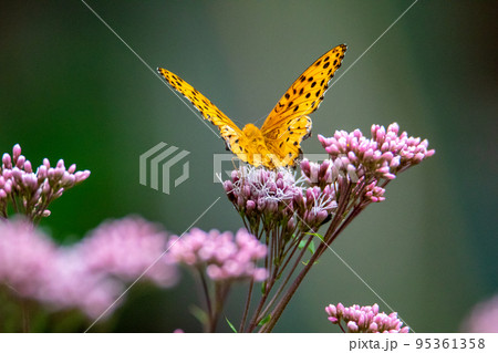 ツマグロヒョウモン 95361358