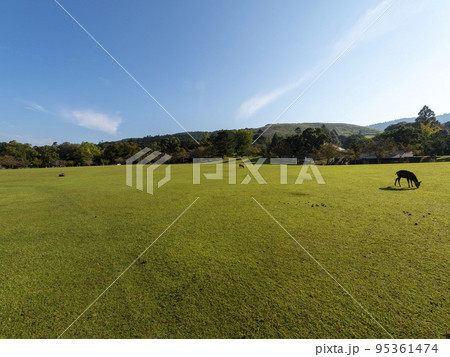 秋の奈良公園春日野園地と鹿の風景 95361474