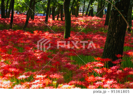 秩父巾着田に咲く曼珠沙華の花 95361805
