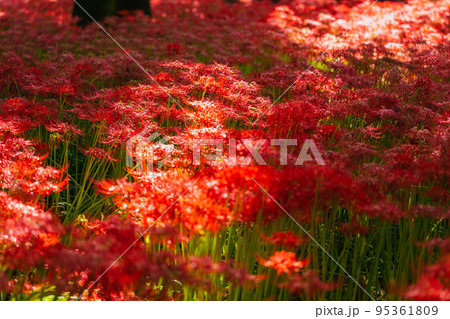 秩父巾着田に咲く曼珠沙華の花 95361809