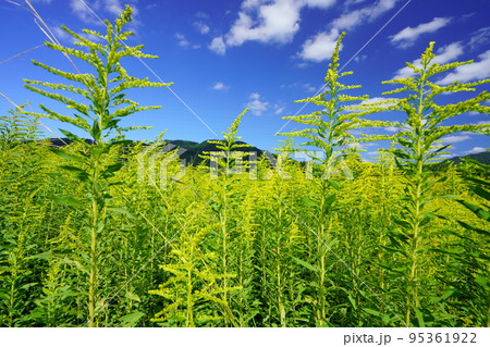 休耕田に群生するセイタカアワダチソウ1 休耕田に群生するセイタカアワダチソウ1 95361922