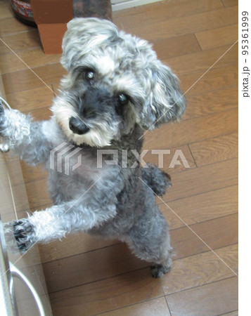 愛犬ミニチュアシュナウザー 95361999