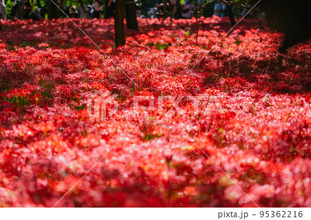 秩父巾着田に咲く曼珠沙華の花 95362216