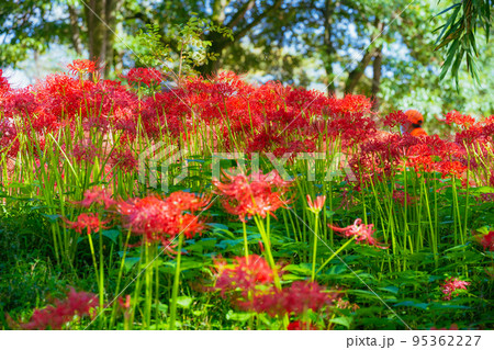 秩父巾着田に咲く曼珠沙華の花 95362227