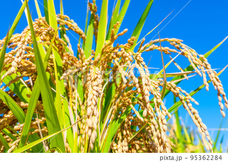 黄金色に実った稲 95362284