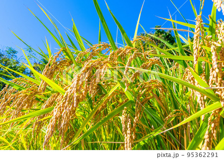 黄金色に実った稲 95362291