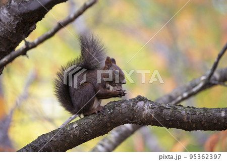 秋のエゾリス 95362397