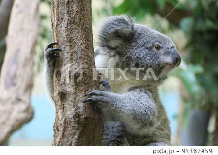 木につかまるコアラの横顔アップ 95362459