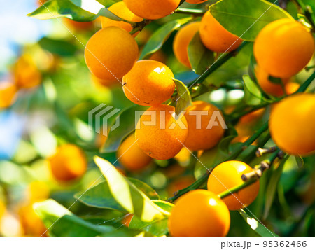 大粒に実った金柑 大粒に実った金柑 95362466