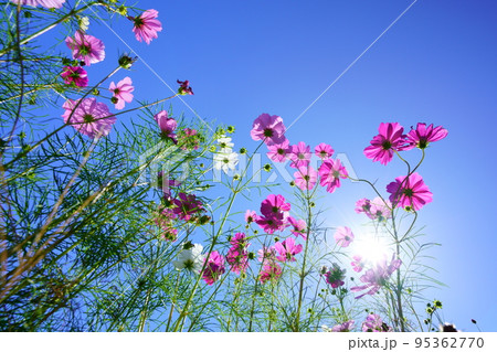爽やかな早朝の秋空・恭仁京でコスモスを見上げる 95362770