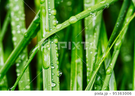 Water drops on fresh green leaf at morning. 95363006