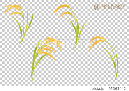 稲穂の水彩イラスト 95363442