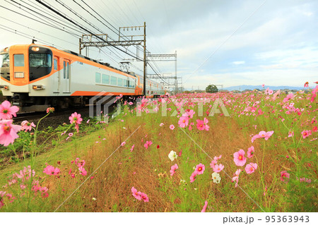コスモス畑の横を走る近鉄電車 コスモス畑の横を走る近鉄電車 95363943