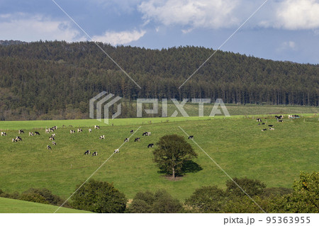 ナイタイ高原牧場 ナイタイ高原牧場 95363955
