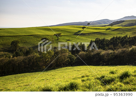 ナイタイ高原牧場 95363990