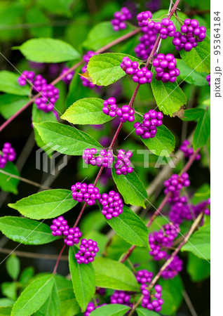 紫式部の実 紫式部の実 95364184