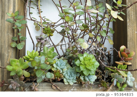 多肉植物の寄せ植えアートフレーム 多肉植物の寄せ植えアートフレーム 95364835