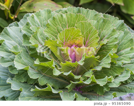 Close up of endless field with green leaves and purple veins of red cabbage plants. Close up of endless field with green leaves and purple veins of red cabbage plants. 95365090