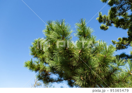 松の葉 松の葉 95365479