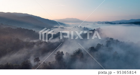 Morning fog and clouds in the hill forest 95365814