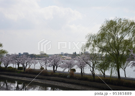 千波公園の桜を見に行きました #22 千波公園の桜を見に行きました #22 95365889