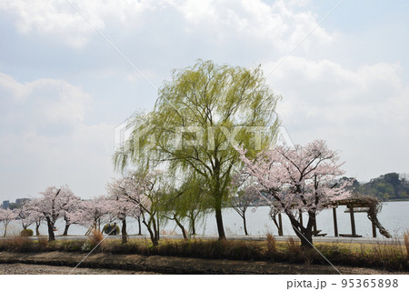 千波公園の桜を見に行きました #30 千波公園の桜を見に行きました #30 95365898