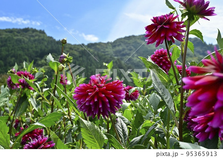 埼玉県小鹿野町両神の両神山麓・花の郷・ダリア園 埼玉県小鹿野町両神の両神山麓・花の郷・ダリア園 95365913