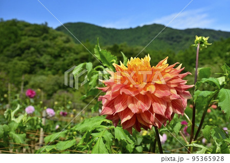 埼玉県小鹿野町両神の両神山麓・花の郷・ダリア園 埼玉県小鹿野町両神の両神山麓・花の郷・ダリア園 95365928