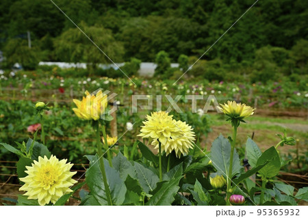埼玉県小鹿野町両神の両神山麓・花の郷・ダリア園 埼玉県小鹿野町両神の両神山麓・花の郷・ダリア園 95365932