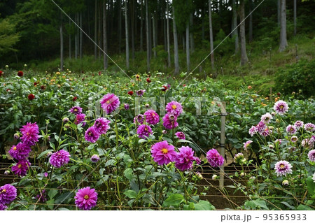 埼玉県小鹿野町両神の両神山麓・花の郷・ダリア園 95365933
