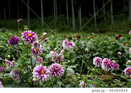 埼玉県小鹿野町両神の両神山麓・花の郷・ダリア園 95365934
