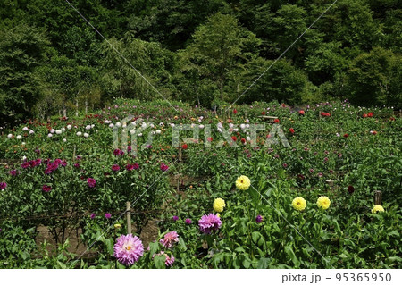 埼玉県小鹿野町両神の両神山麓・花の郷・ダリア園 95365950