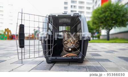 Gray tabby cat lies in a carrier on the sidewalk outdoors. Gray tabby cat lies in a carrier on the sidewalk outdoors. 95366030