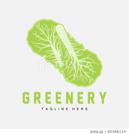 Chinese cabbage Logo Design Green Plant Vector Kimchi Food Ingredients 95366114