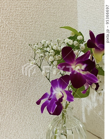 デンファレ 95366697