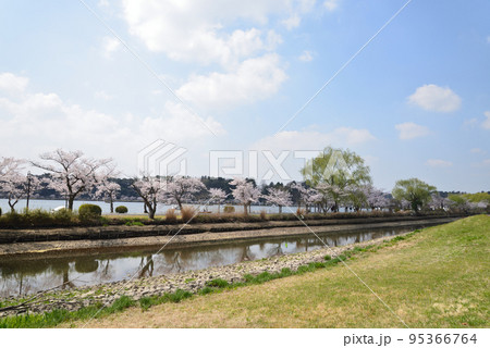 千波公園の桜を見に行きました #50 千波公園の桜を見に行きました #50 95366764