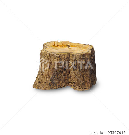 Teak stump isolated on white background Teak stump isolated on white background 95367015