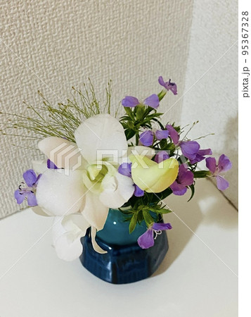 デンファレ デンファレ 95367328