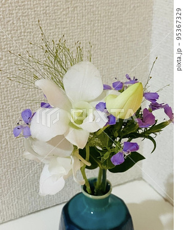 デンファレ デンファレ 95367329