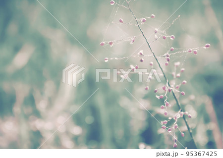 pink grass flower  autumn,spring nature   background 95367425