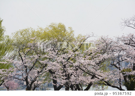 千波公園の桜を見に行きました　＃53 95367592