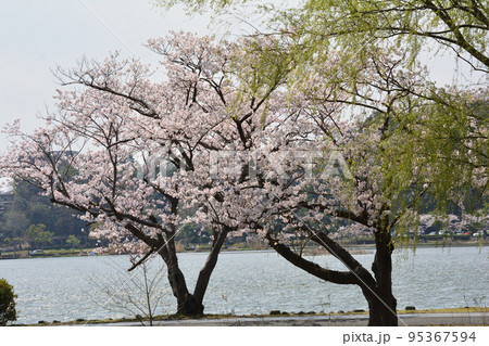 千波公園の桜を見に行きました　＃55 95367594