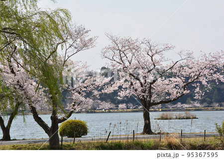 千波公園の桜を見に行きました #56 千波公園の桜を見に行きました #56 95367595
