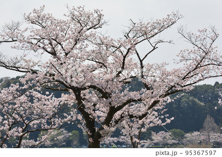 千波公園の桜を見に行きました #58 千波公園の桜を見に行きました #58 95367597