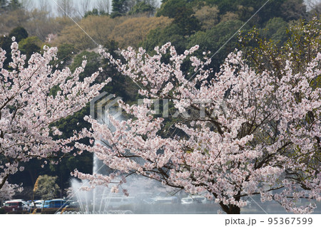 千波公園の桜を見に行きました #60 千波公園の桜を見に行きました #60 95367599